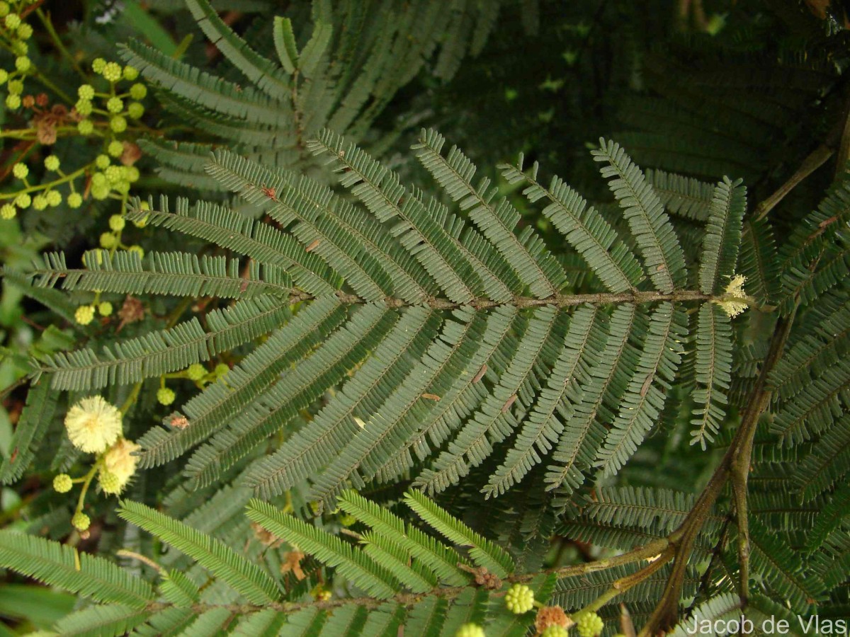 Acacia mearnsii De Wild.
